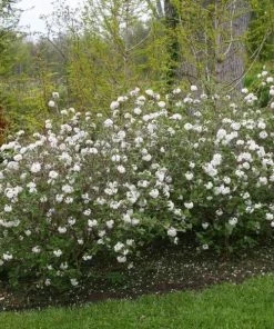 Garden Goods Direct Korean Spice Viburnum