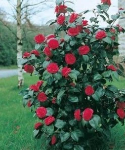 Garden Goods Direct Camellia Kramer's Supreme