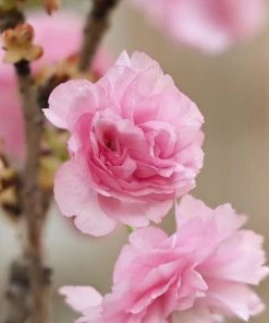 Garden Goods Direct Kwanzan Cherry Tree Trees