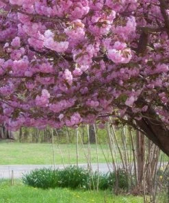 Garden Goods Direct Kwanzan Cherry Tree Trees