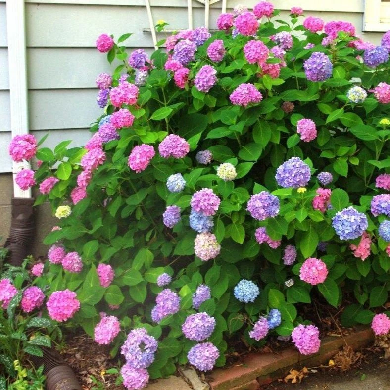 Garden Goods Direct Shrubs L.A. Dreamin'® Hydrangea 4 Garden Goods Direct Shrubs L.A. Dreamin'® Hydrangea