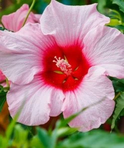 Garden Goods Direct Perennials Hibiscus Lady Baltimore