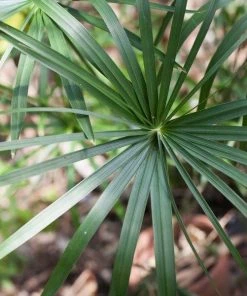 Garden Goods Direct Lady Palm 6 Garden Goods Direct Lady Palm