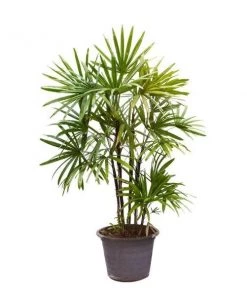 Garden Goods Direct Lady Palm