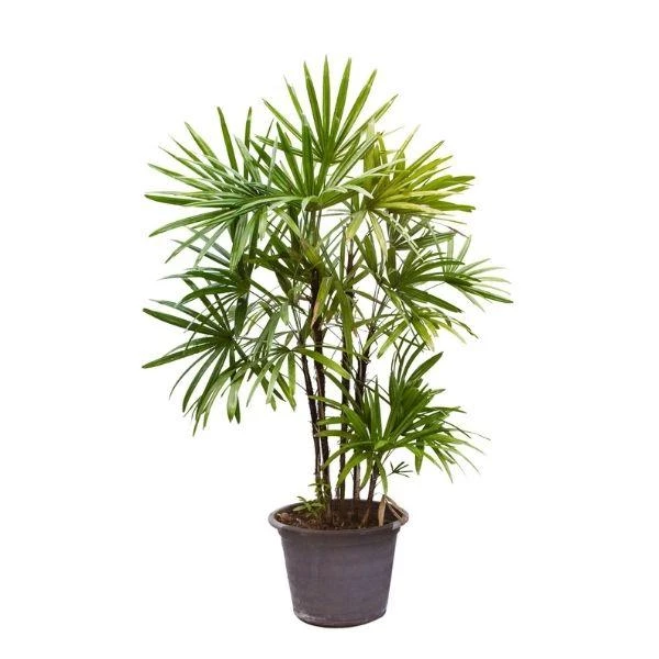 Garden Goods Direct Lady Palm 2 Garden Goods Direct Lady Palm