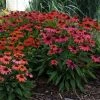 Garden Goods Direct Perennials Echinacea Lakota Fire