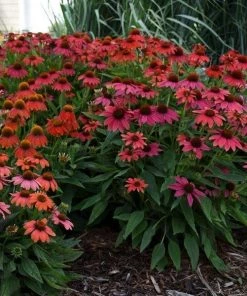 Garden Goods Direct Perennials Echinacea Lakota Fire