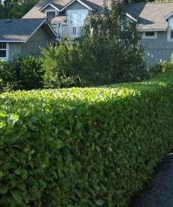 Garden Goods Direct Otto Luyken Laurel Shrubs