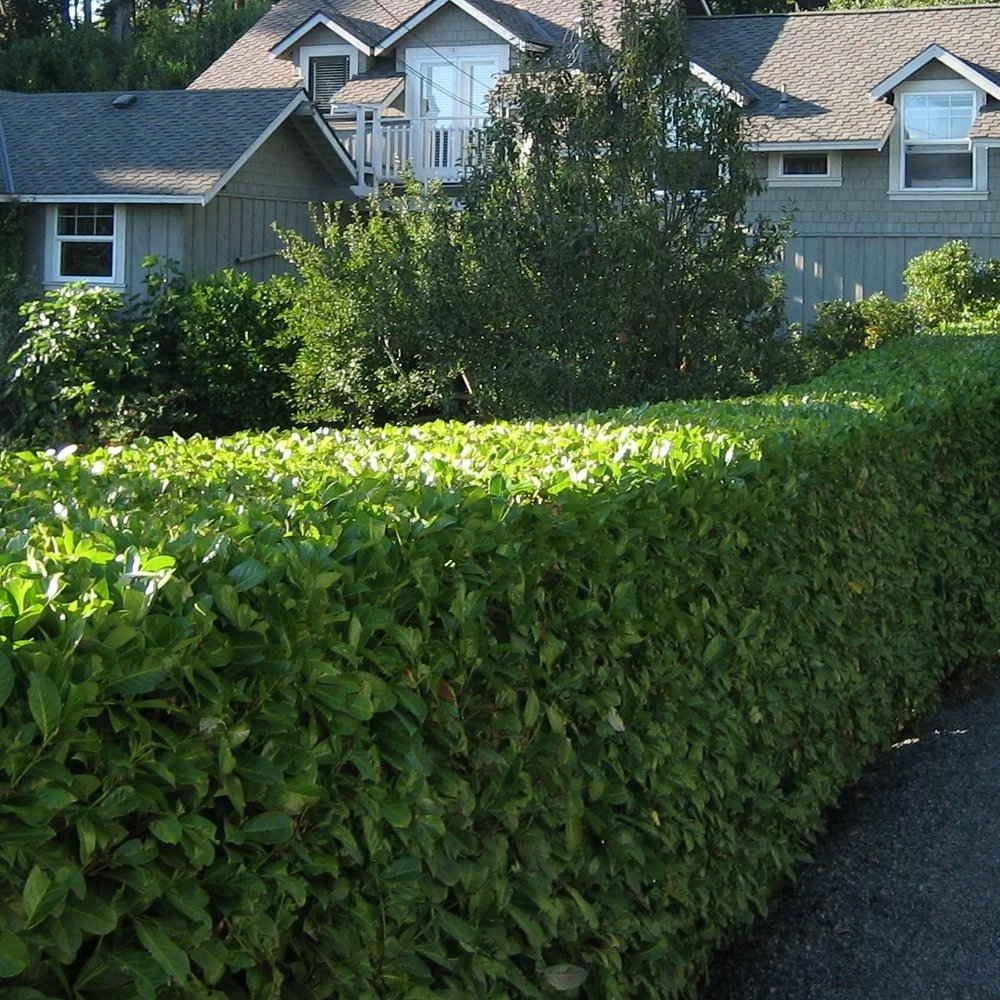 Garden Goods Direct Otto Luyken Laurel Shrubs 2 Garden Goods Direct Otto Luyken Laurel Shrubs