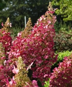 Garden Goods Direct Candelabra Hydrangea 5 Garden Goods Direct Candelabra Hydrangea