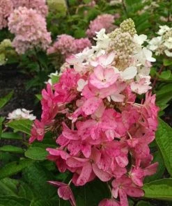 Garden Goods Direct Flare Hydrangea