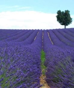 Garden Goods Direct Perennials Lavender Provence