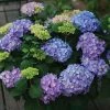 Garden Goods Direct Shrubs Proven Winners® Color Choice® Let's Dance® Rhythmic Blue® Hydrangea