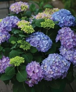 Garden Goods Direct Shrubs Proven Winners® Color Choice® Let's Dance® Rhythmic Blue® Hydrangea