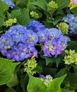 Garden Goods Direct Shrubs Proven Winners® Color Choice® Let's Dance® Rhythmic Blue® Hydrangea