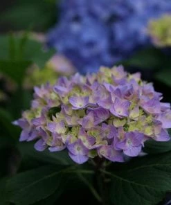 Garden Goods Direct Shrubs Proven Winners® Color Choice® Let's Dance® Rhythmic Blue® Hydrangea