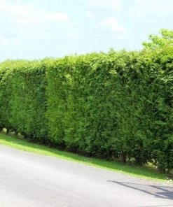 Garden Goods Direct Leyland Cypress
