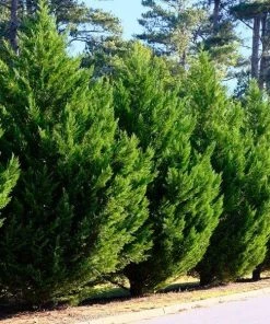 Garden Goods Direct Leyland Cypress