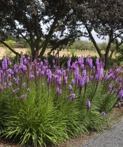 Garden Goods Direct Liatris Kobold