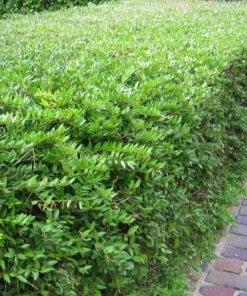 Garden Goods Direct Wavy Leaf Privet Ligustrum Shrubs