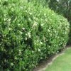 Garden Goods Direct Wavy Leaf Privet Ligustrum Shrubs