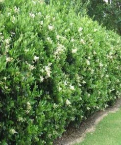 Garden Goods Direct Wavy Leaf Privet Ligustrum Shrubs