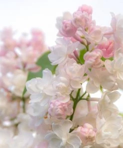 Garden Goods Direct Beauty Of Moscow Lilac Shrubs