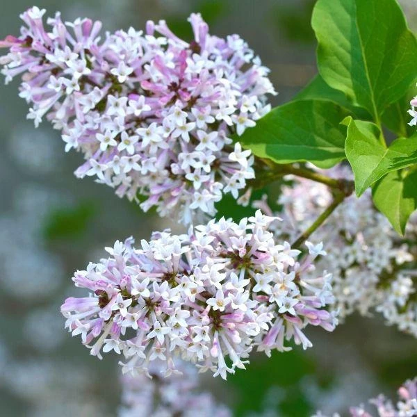Garden Goods Direct Shrubs Lilac Miss Kim 1 Garden Goods Direct Shrubs Lilac Miss Kim