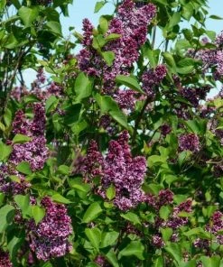 Garden Goods Direct Lilac Sensation Shrubs 6 Garden Goods Direct Lilac Sensation Shrubs