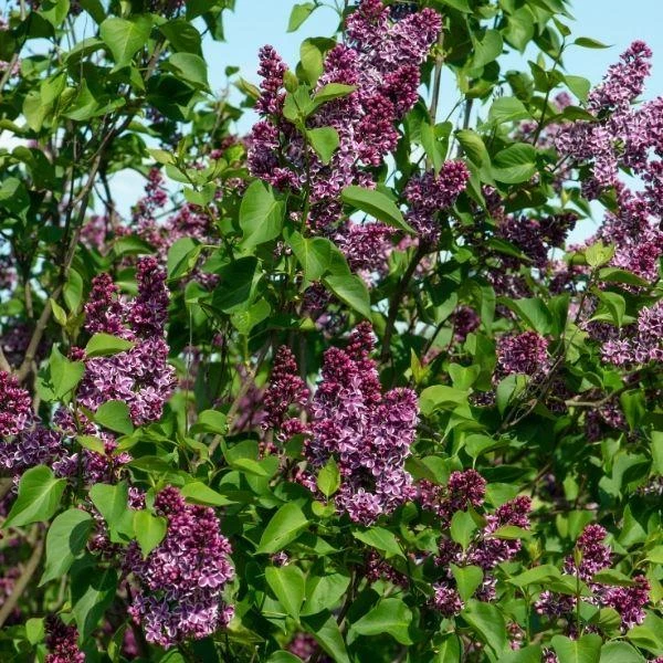 Garden Goods Direct Lilac Sensation Shrubs 3 Garden Goods Direct Lilac Sensation Shrubs