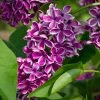 Garden Goods Direct Lilac Sensation Shrubs