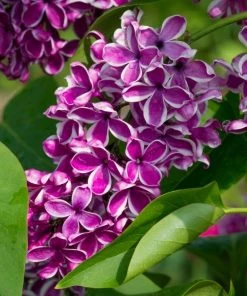 Garden Goods Direct Lilac Sensation Shrubs