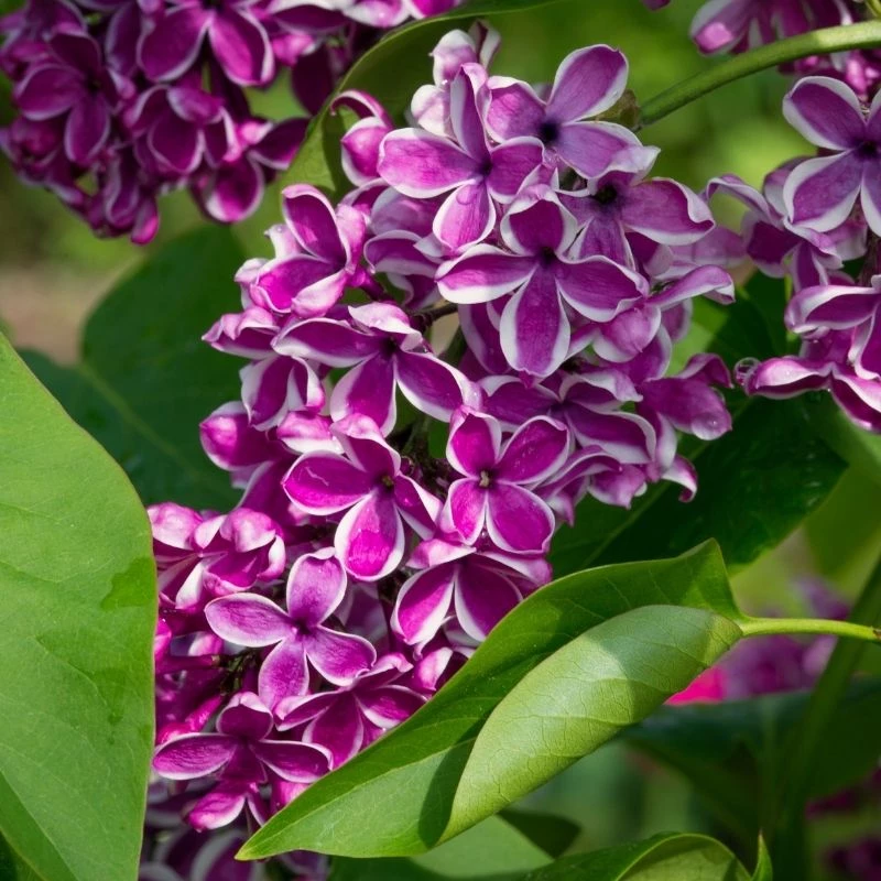 Garden Goods Direct Lilac Sensation Shrubs 1 Garden Goods Direct Lilac Sensation Shrubs