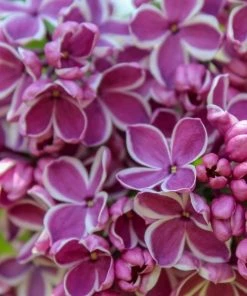 Garden Goods Direct Lilac Sensation Shrubs 7 Garden Goods Direct Lilac Sensation Shrubs