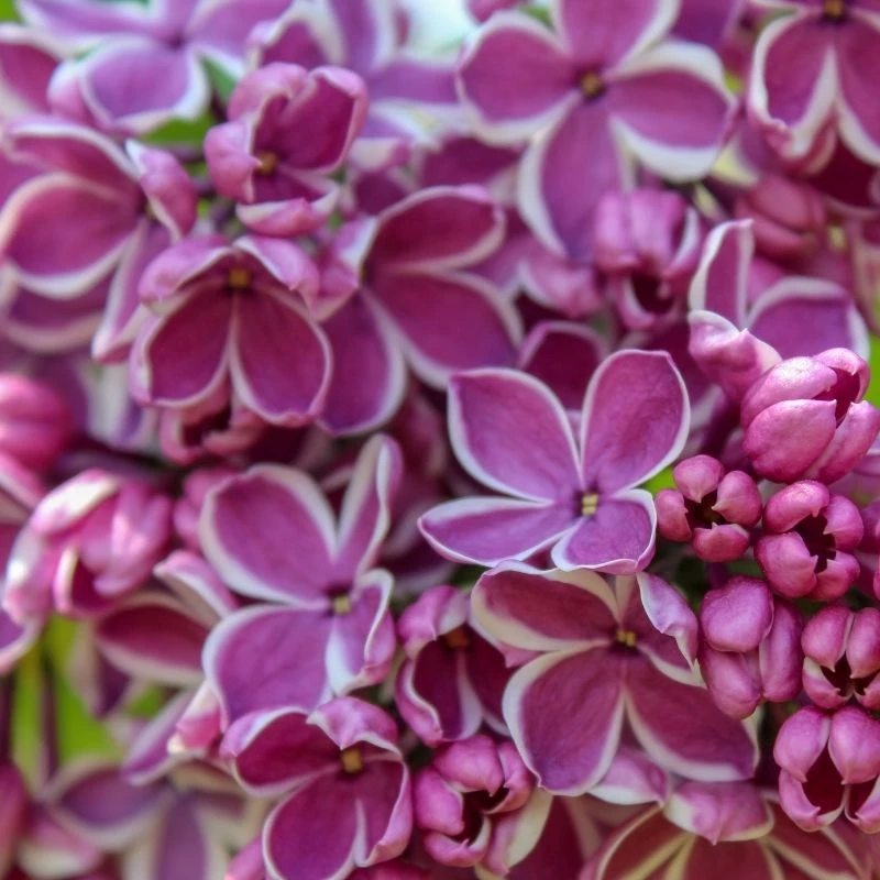 Garden Goods Direct Lilac Sensation Shrubs 4 Garden Goods Direct Lilac Sensation Shrubs