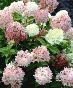 Garden Goods Direct Limelight Hydrangea 7 Garden Goods Direct Limelight Hydrangea