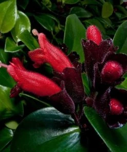 Garden Goods Direct Lipstick Plants