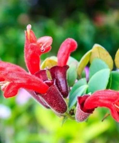 Garden Goods Direct Lipstick Plants