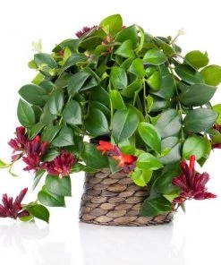 Garden Goods Direct Lipstick Plants