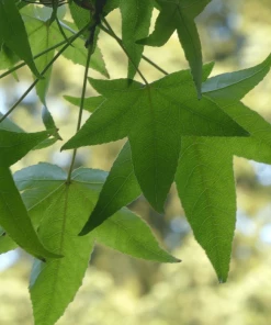 Garden Goods Direct Sweetgum Tree Trees
