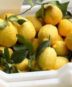 Garden Goods Direct Lisbon Lemon Tree