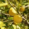 Garden Goods Direct Lisbon Lemon Tree