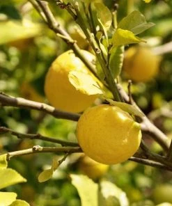 Garden Goods Direct Lisbon Lemon Tree