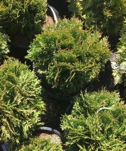 Garden Goods Direct Little Giant Arborvitae