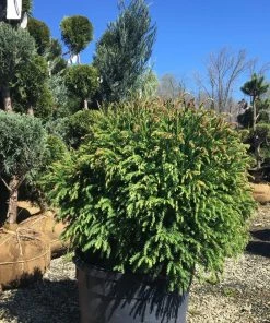 Garden Goods Direct Little Giant Arborvitae 5 Garden Goods Direct Little Giant Arborvitae