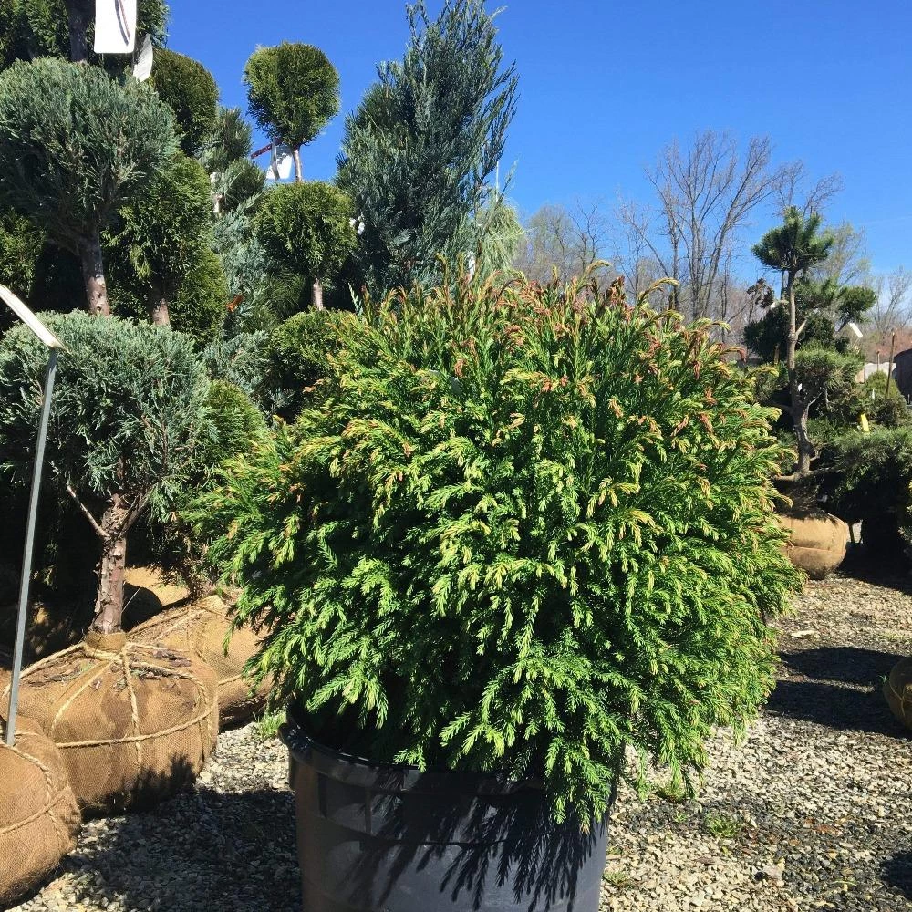 Garden Goods Direct Little Giant Arborvitae 3 Garden Goods Direct Little Giant Arborvitae