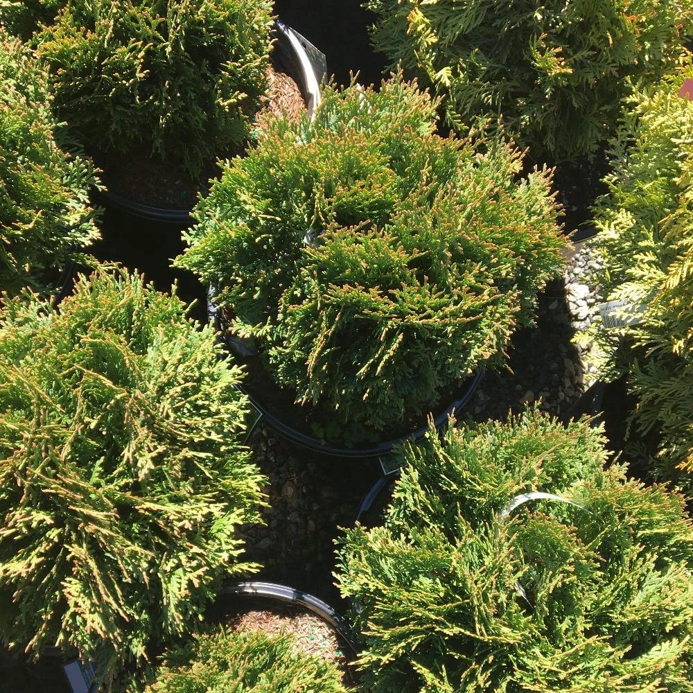 Garden Goods Direct Little Giant Arborvitae 1 Garden Goods Direct Little Giant Arborvitae