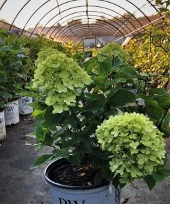 Garden Goods Direct Proven Winners® Color Choice® Little Lime® Hydrangea Shrubs 6 Garden Goods Direct Proven Winners® Color Choice® Little Lime® Hydrangea Shrubs