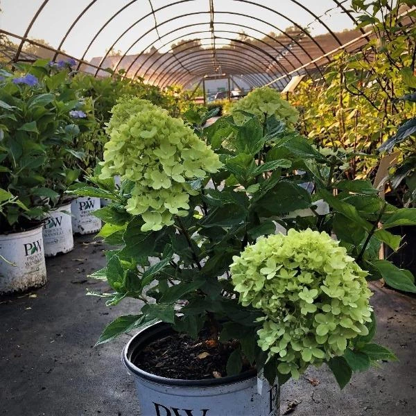 Garden Goods Direct Proven Winners® Color Choice® Little Lime® Hydrangea Shrubs 3 Garden Goods Direct Proven Winners® Color Choice® Little Lime® Hydrangea Shrubs