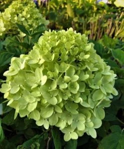 Garden Goods Direct Proven Winners® Color Choice® Little Lime® Hydrangea Shrubs